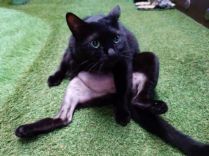 当社の飼い猫「ポン」